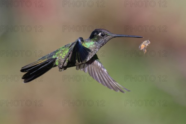 Flying Talamanca hummingbird or admirable hummingbird (Eugenes spectabilis), Costa Rica, Central America