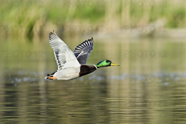 Mallard (Anas platyrhynchos), drake in flight, Switzerland, Europe
