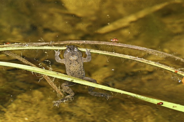 Yellow-bellied toad (Bombina variegata), in pond, Switzerland, Europe