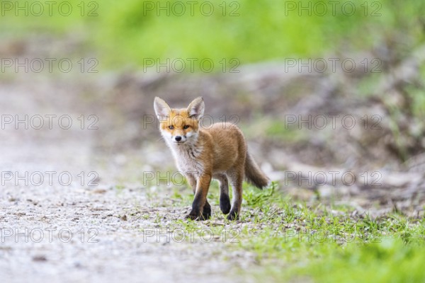 Fox (Vulpes vulpes) puppy Germany