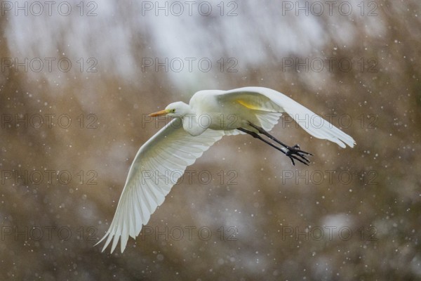 Great White Egret (Egretta alba) Germany