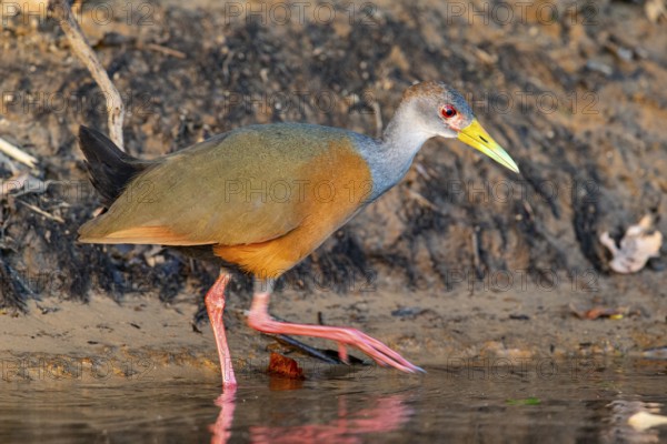 Grey-necked wood rail (Aramides cajanea) Pantanal Brazil