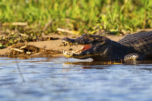 Spectacled caiman (Caiman crocodilius) Pantanal Brazil