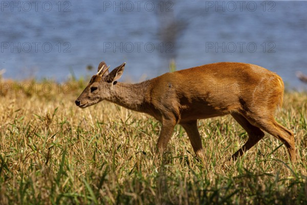 Grossmazama (Mazama americana) Pantanal Brazil