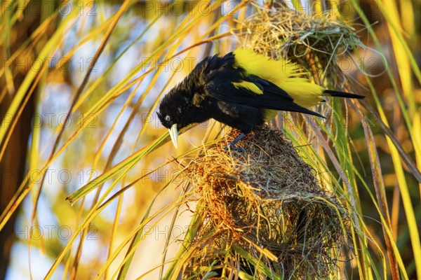 Yellow-rumped cacique (Cacicus cela) Pantanal Brazil
