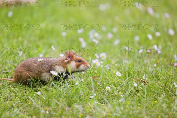 A European hamster (Cricetus cricetus), Eurasian hamster, black-bellied hamster or common hamster, forages for food on fresh green grass