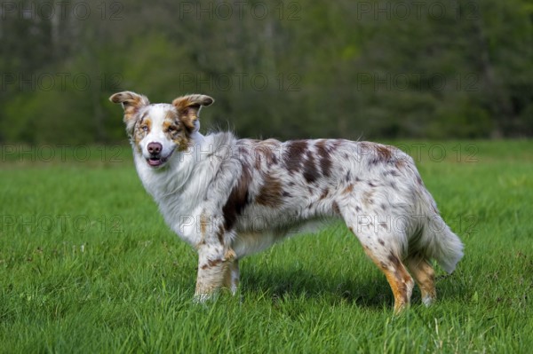 Australian Shepherd, Aussie, breed of herding dog from the United States in meadow