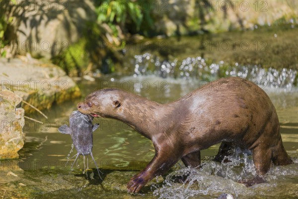 An adult giant otter or giant river otter (Pteronura brasiliensis) sits in a small creek with a little cascade and eats a fish