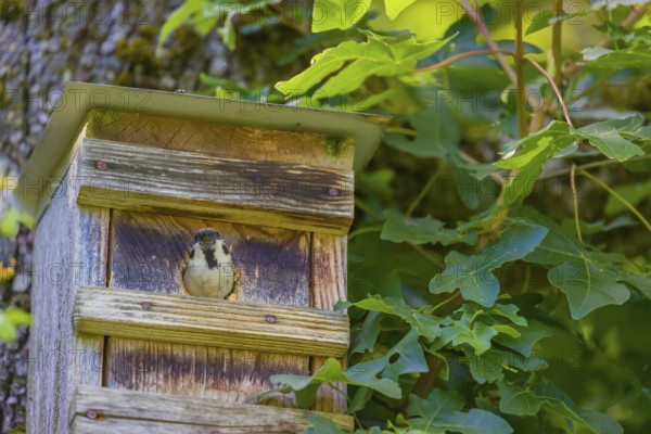 One Eurasian tree sparrow (Passer montanus), feeds its young at the nest box