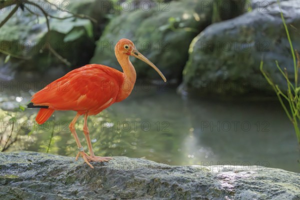 A scarlet ibis (Eudocimus ruber) stands on a stone lying in the shallow water of a riverbank and searches for food