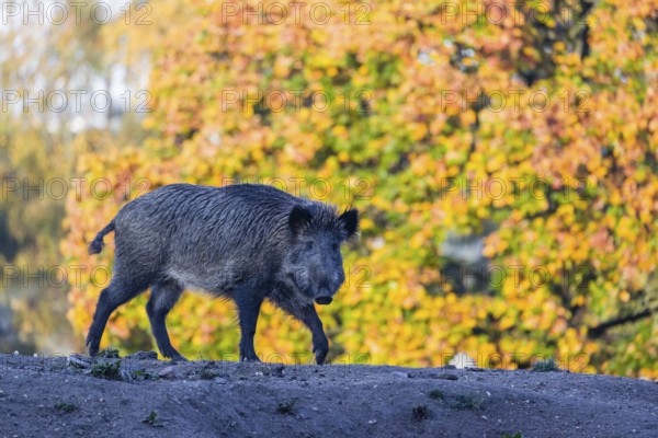 A wild boar or wild pig (Sus scrofa), runs across a clearing in hilly terrain in search of food. In the background you can see a forest in the fall foliage