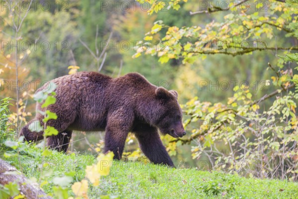 A young male brown bear (Ursus arctos arctos) crosses a rim on hilly terrain, looking for food. In the distance is a forest