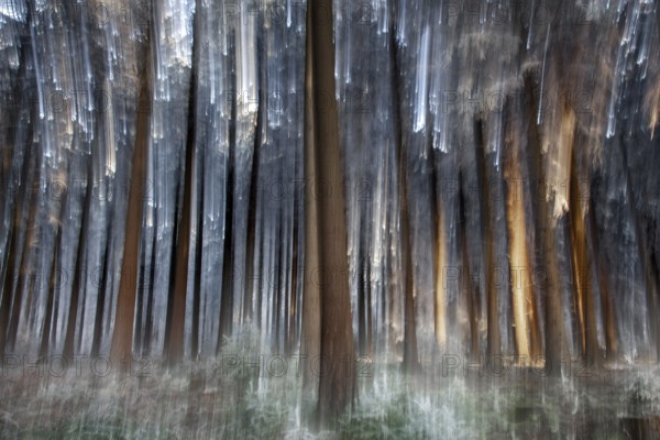 Winter, trees and ground vegetation with hoarfrost in the forest, distorted, Baden-Würtemberg, Germany, Europe