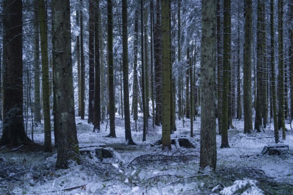 Dense forest with snow-covered ground and cool light, Enzklösterle, district of Calw, Black Forest, Germany, Europe