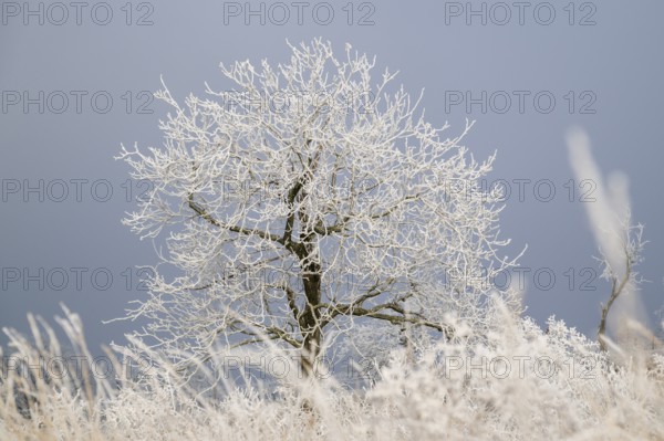 Winter landscape, trees with hoarfrost, Weinviertel near Hadres, Lower Austria, Austria, Europe