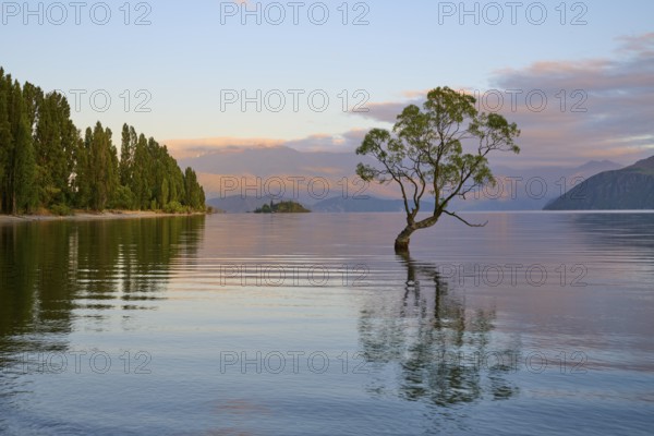 A lone tree in the water at sunrise, surrounded by mountains and tranquil nature, summer, Lake Wanaka, Wanaka, Otago, South Island, New Zealand, Oceania