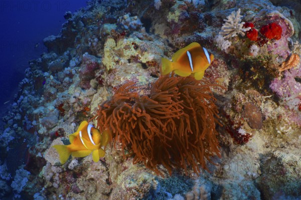 Two Red Sea anemonefish (Amphiprion bicinctus) swimming above colourful corals and a fluorescent bubble anemone (Entacmaea quadricolor) in a colourful underwater landscape, dive site House Reef, Mangrove Bay, El Quesir, Red Sea, Egypt, Africa