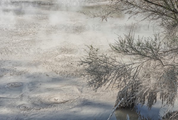 Hot bubbling mud pool, Waiotapu Thermal Park, Waiotapu, Rotorua, Bay of Plenty, North Island, New Zealand, Oceania