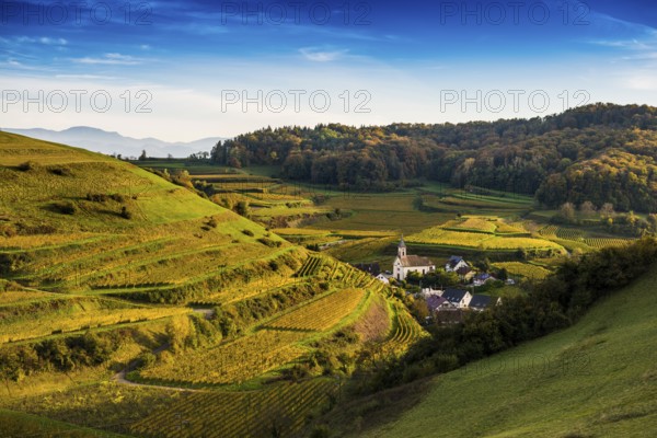 Hilly landscape and vineyards in autumn, near Vogtsburg, Kaiserstuhl, Baden-Württemberg, Germany, Europe