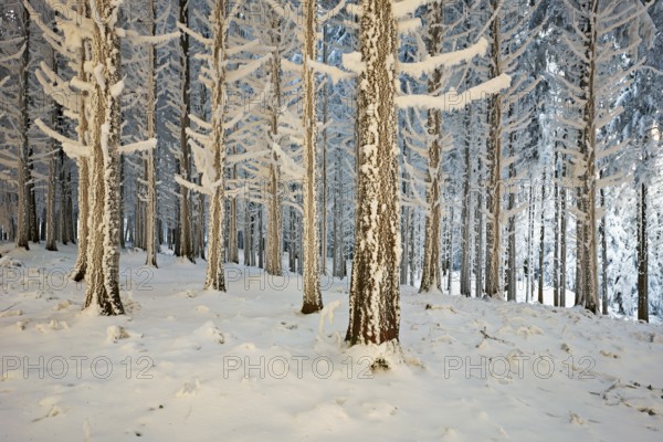 Forest in the snow and hoarfrost, Horben, Beinwil, Freiamt, Canton Aargau, Switzerland, Europe