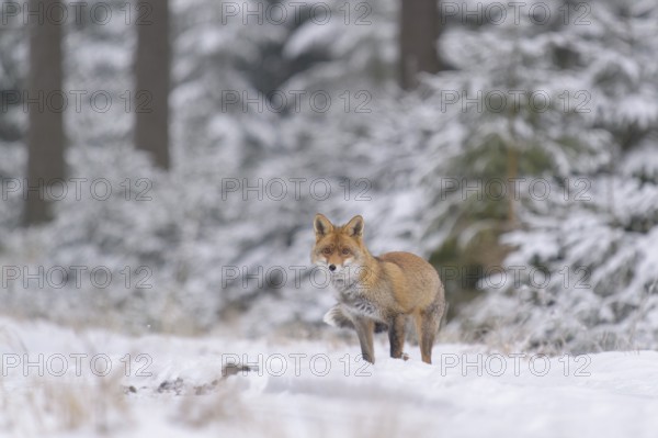 Red fox (Vulpes vulpes), foraging in a forest and snowy landscape, biosphere reserve, Swabian Alb, Baden-Württemberg, Germany, Europe