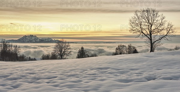 View from Zugerberg over the sea of fog in the light of the setting sun, behind the snow-covered Pilatus, Canton Zug, Switzerland, Europe