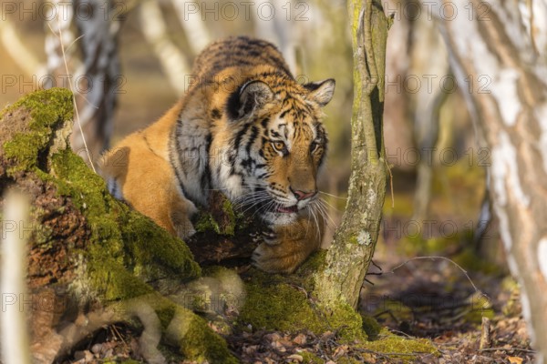 One young female Siberian Tiger, Panthera tigris altaica, playing with some rotten wood in a birch tree forest. Early morning light