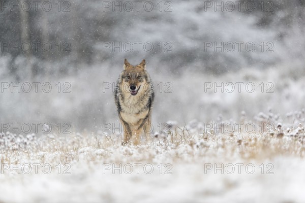 One young male eurasian gray wolf (Canis lupus lupus) running towards the camera over a snow covered meadow during snowfall. White meadow and dark forest in the background