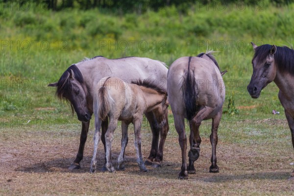 A herd of tarpans (Equus ferus) stands in a clearing in the Masuria tarpan horse reserve, belonging to the scientific station in Popielno, Masuria, North Poland