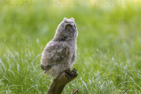 One young long-eared owl (Asio otus), sitting on a branch of a tree. Green vegetation in the background