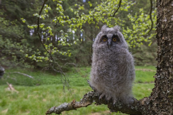 One young long-eared owl (Asio otus), sitting on a branch of a tree. Green vegetation in the background