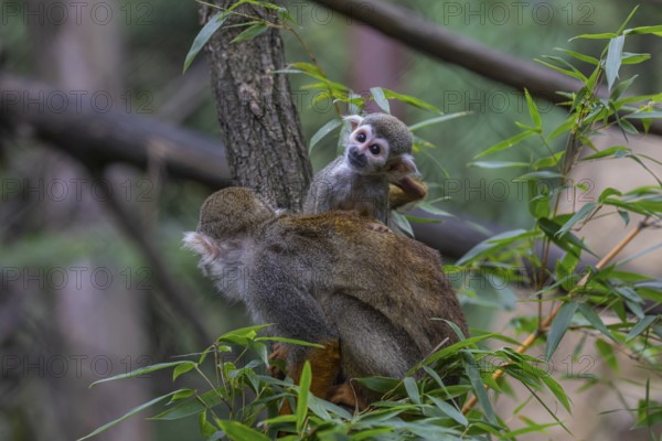 One female Central American squirrel monkey, Saimiri oerstedii, carrying her baby. Green vegetation around