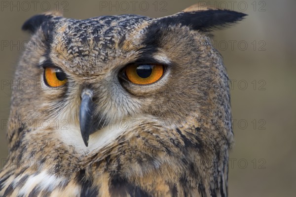 Portrait of an Eurasian Eagle Owl, Bubo bubo