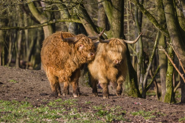 One Highland bull and a cow (Bos (primigenius) taurus) stand at a forest edge
