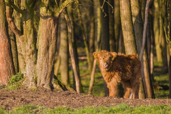 One Highland calf (Bos primigenius) taurus) stands at a forest edge