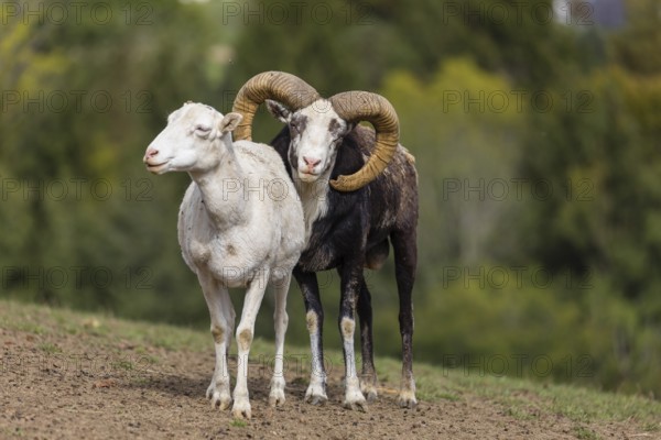 One male snow sheep (Ovis nivicola), or Siberian bighorn sheep checks the readiness of a goat to mate