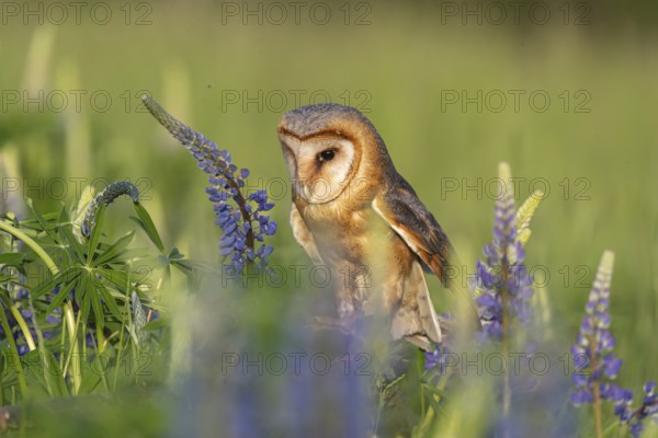 One barn owl (Tyto alba) sitting on a branch lying in a field of flowering lupines in late evening light