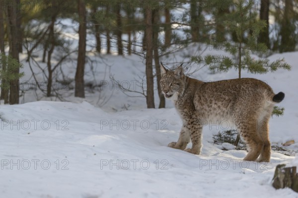 One young male Eurasian lynx, (Lynx lynx), standing on a snow covered forest ground in early morning light