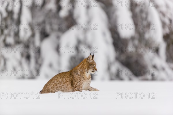One young male Eurasian lynx, (Lynx lynx), resting on a deep snow covered meadow with a forest in the background