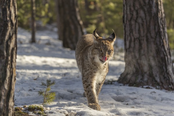 One young male Eurasian lynx, (Lynx lynx), walking over a snow covered forest ground in early morning light