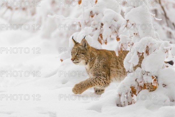 One young male Eurasian lynx, (Lynx lynx), walking through deep snow covered undergrowth in a forest