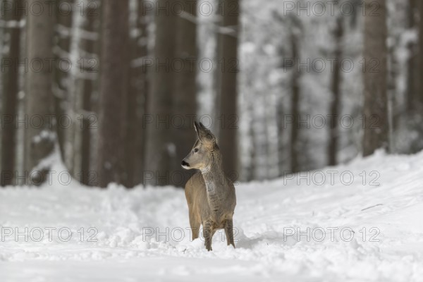 One young male Roe Deer, Roe buck (Capreolus capreolus), walking through a forest in deep snow. Trees in the background