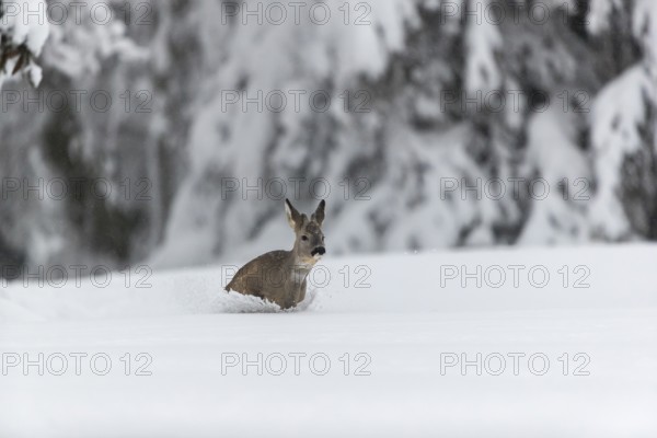 One young male Roe Deer, Roe buck (Capreolus capreolus), running through deep snow. Trees in the background