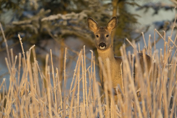 Roe deer standing in hoar frosted dead stinging nettle at minus 15 °C at sunrise. Trees and dead stinging nettle in background