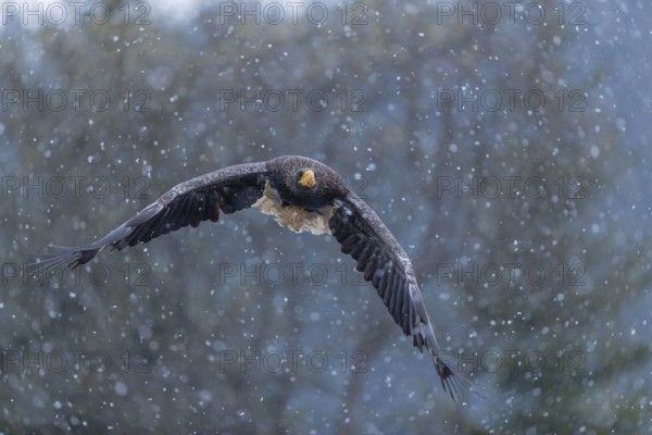 One young Steller's sea eagle (Haliaeetus pelagicus) flying over a lake while snow is falling. A forest in the background. Controlled condition