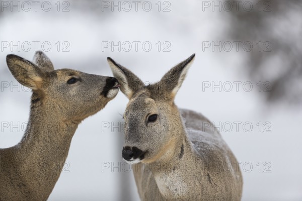 Roe deer grooming each other. White background