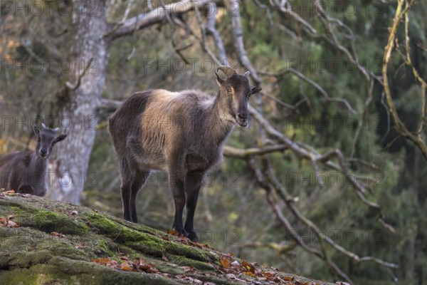 One female Himalayan Tahr (Hemitragus jemlahicus) standing on rocks in a forest. Green forest in the background