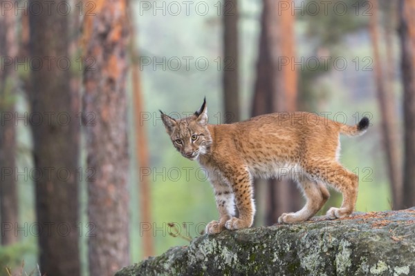One young Eurasian lynx, (Lynx lynx), walking over a rock in a forest. Early morning light at sunrise. Trees in the background