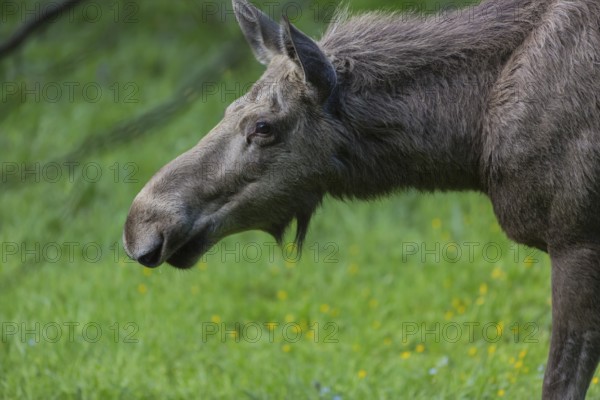 Moose (Alces alces) cow with trees and green grass around