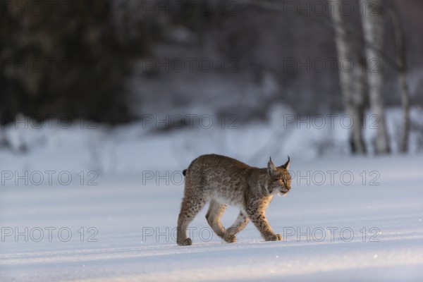 One young male Eurasian lynx, (Lynx lynx), walking over a snow covered meadow with a forest in the background in early morning light